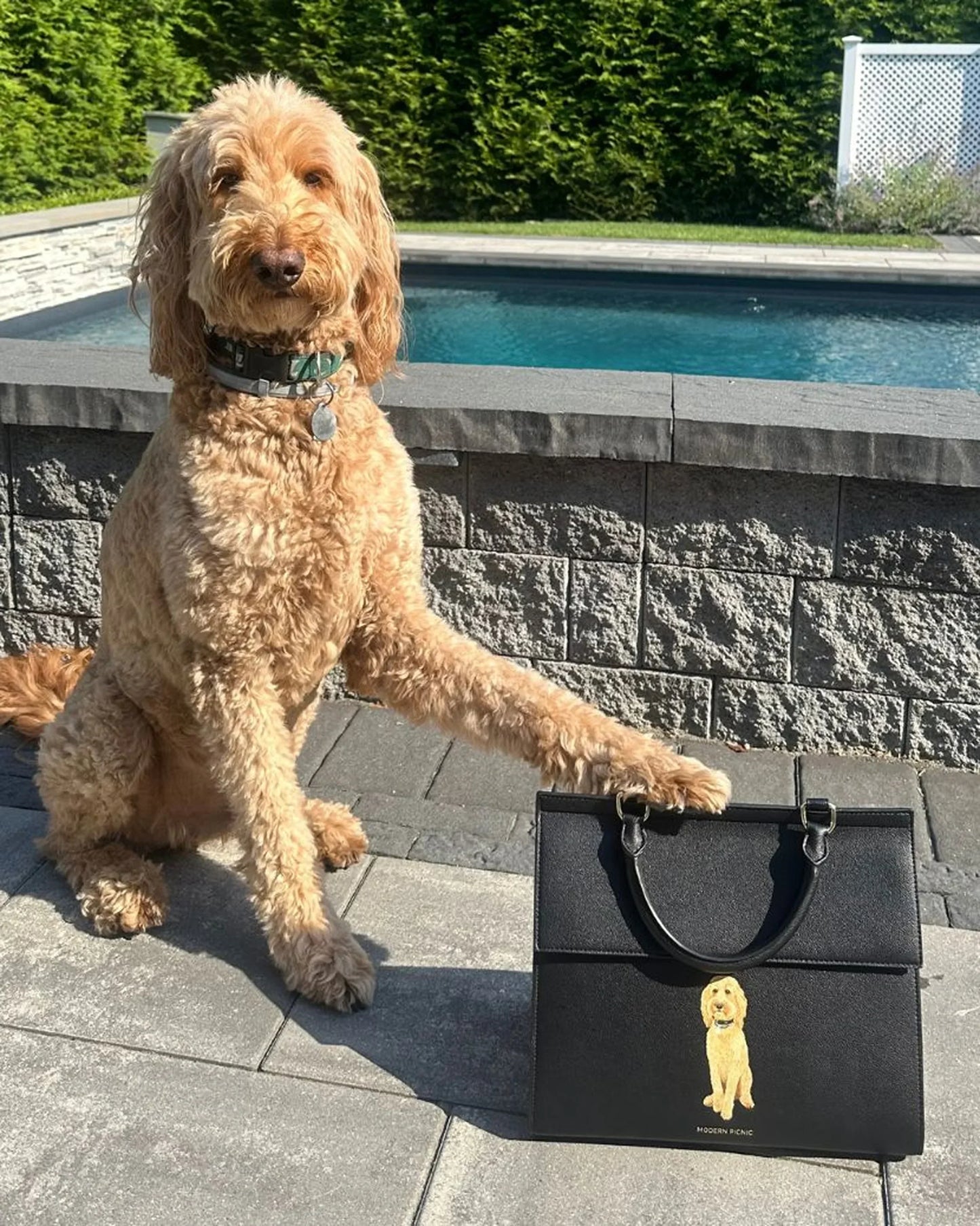 Goldendoodle dog by pool with paw on black insulated lunch bag featuring dog illustration