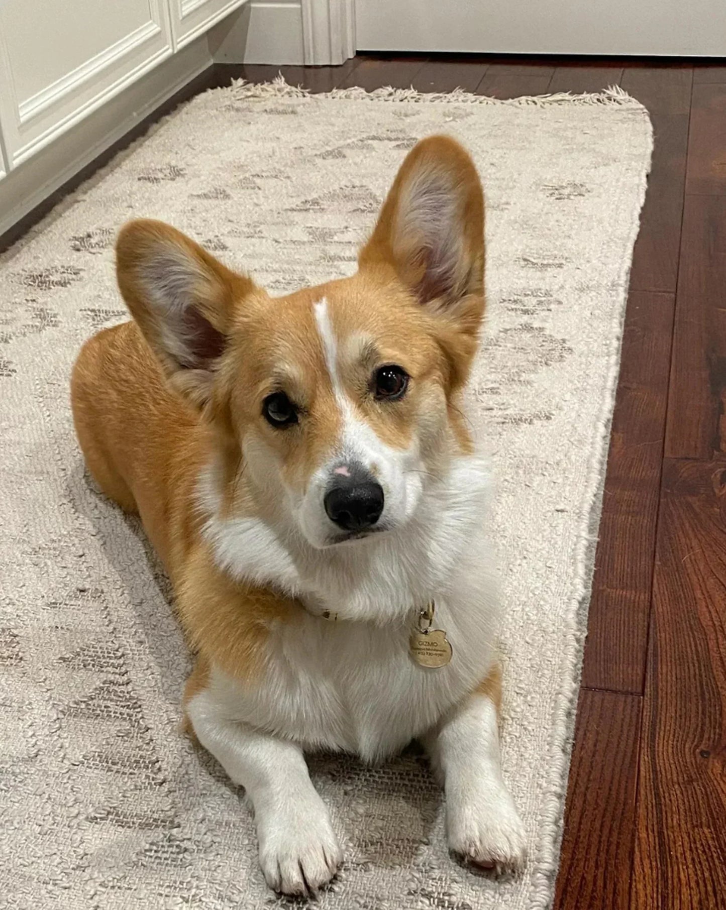 Corgi dog resting on a cozy rug in a modern home setting